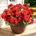 Artificial Geraniums