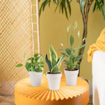 Assorted Foliage Houseplant 3-Pack