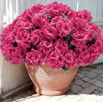 Artificial Geranium Flowers 12-Pack