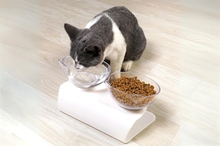 Cat eats from bowl