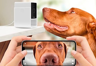 amazon petcube wireless cam