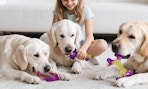 three dogs chewing chew toys