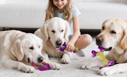 three dogs chewing chew toys