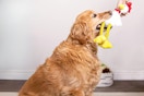 Lifestyle image of a dog with a TrustyPup Chicken Dog Toy in mouth