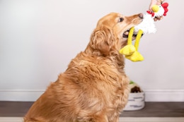 Bestselling Chicken Dog Toy, Only $10 at Walmart (Reg. $34) card image