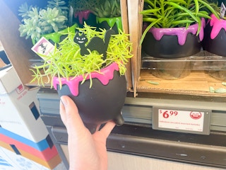 aldi Halloween Succulent
