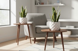 home depot snake plant