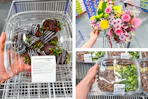 costco-featured-items-hand-dipped-strawberries-flowers