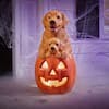 Halloween LED Golden Retriever