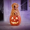 Halloween LED Golden Retriever