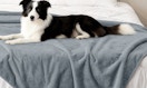 a dog laying on a grey blanket on a bed