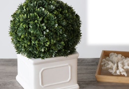 walmart better homes & gardens boxwood plant