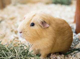 amazon gerbil 1642621796 1642621796 e1642621822616