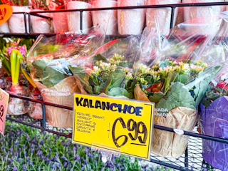 trader-joes-floral-5