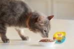 a cat eating cat food in a bowl on a floor