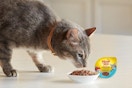 a cat eating cat food in a bowl on a floor