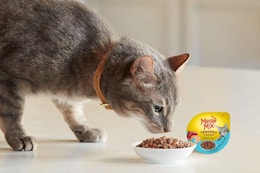 a cat eating cat food in a bowl on a floor