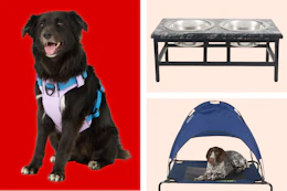 collage with pet items on a red and cream background