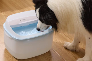 a dog drinking out of a water fountain