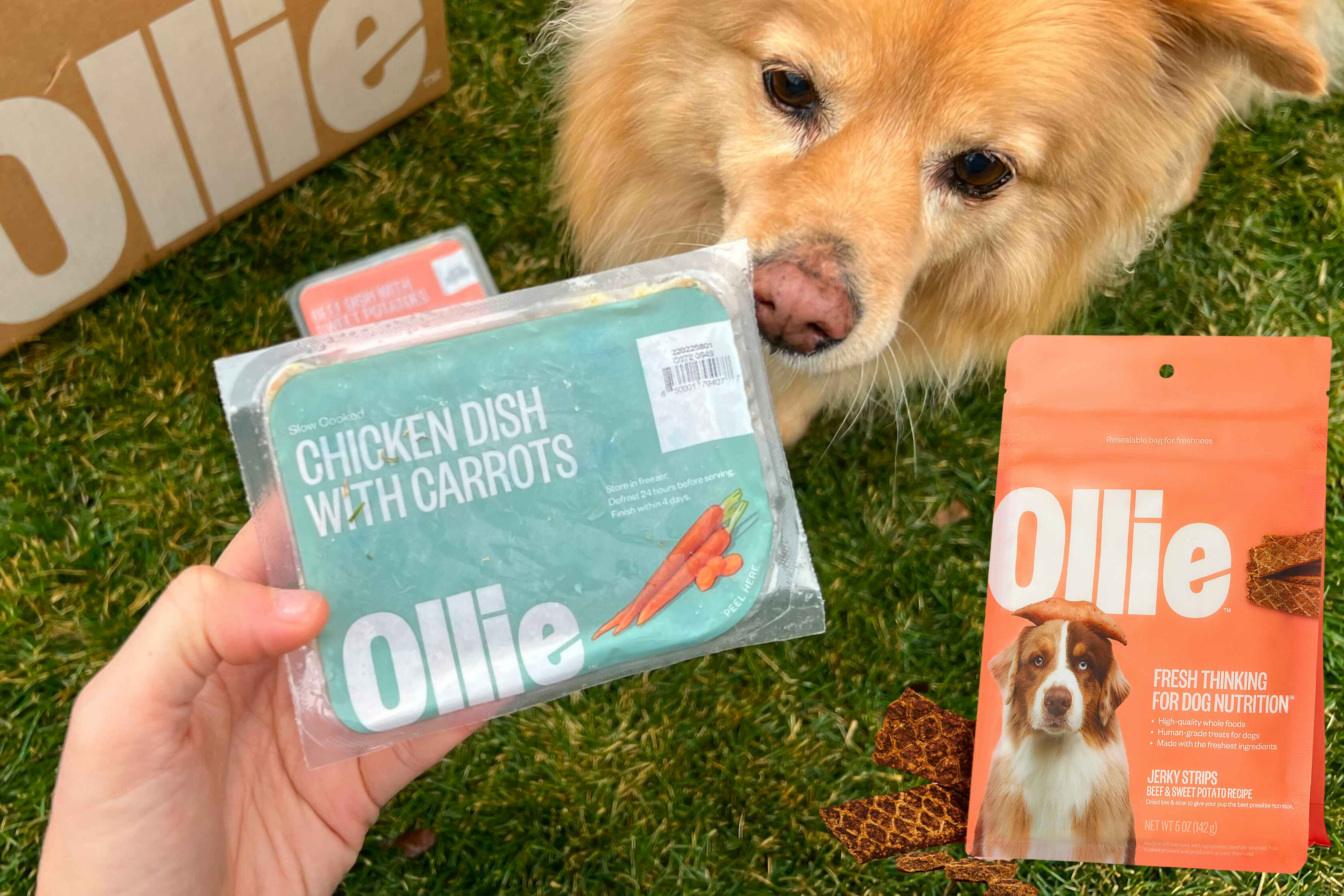 Ollie Fresh Dog Food, as Low as $19 Shipped — Plus Score Free Jerky Treats