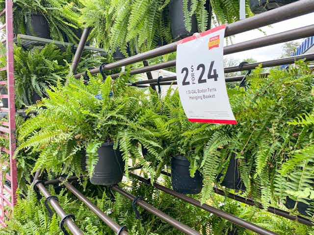 Lowe’s Spring Deal: Two for $24 Fern Hanging Baskets card image