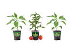 3 Bonnie Plants Vegetables
