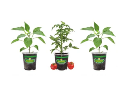 3 Bonnie Plants Vegetables
