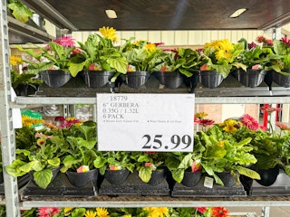 costco-plants-gerbera