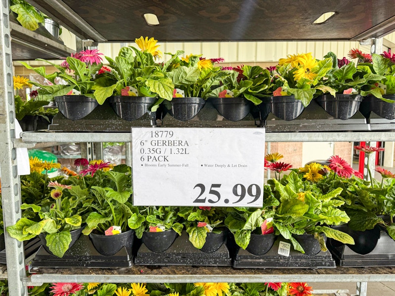 costco-plants-gerbera