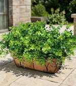 Artificial Faux Plants
