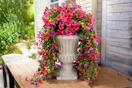 amazon flowers