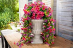 amazon flowers
