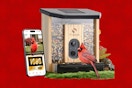 smart bird feeder