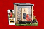 smart bird feeder