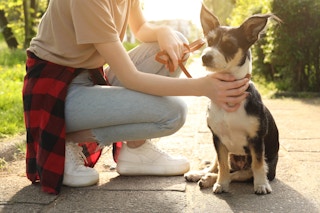 teenage girl with dog walker with leash