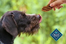 Blue Buffalo Dog Treats