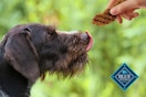 Blue Buffalo Dog Treats