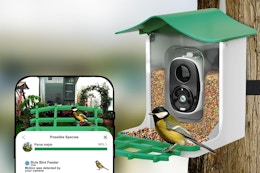 bird feeder