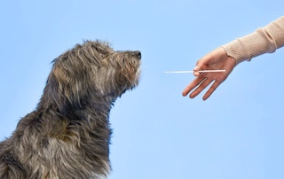 dog-dna-test-kit-amazon