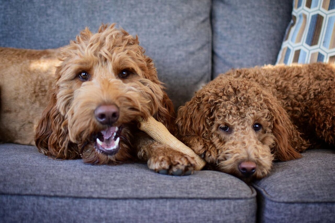 These 15 Pet-Friendly Hotels Welcome You & Your Furry Friend