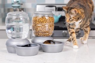 a pet waterer and feeder on a counter with a cat