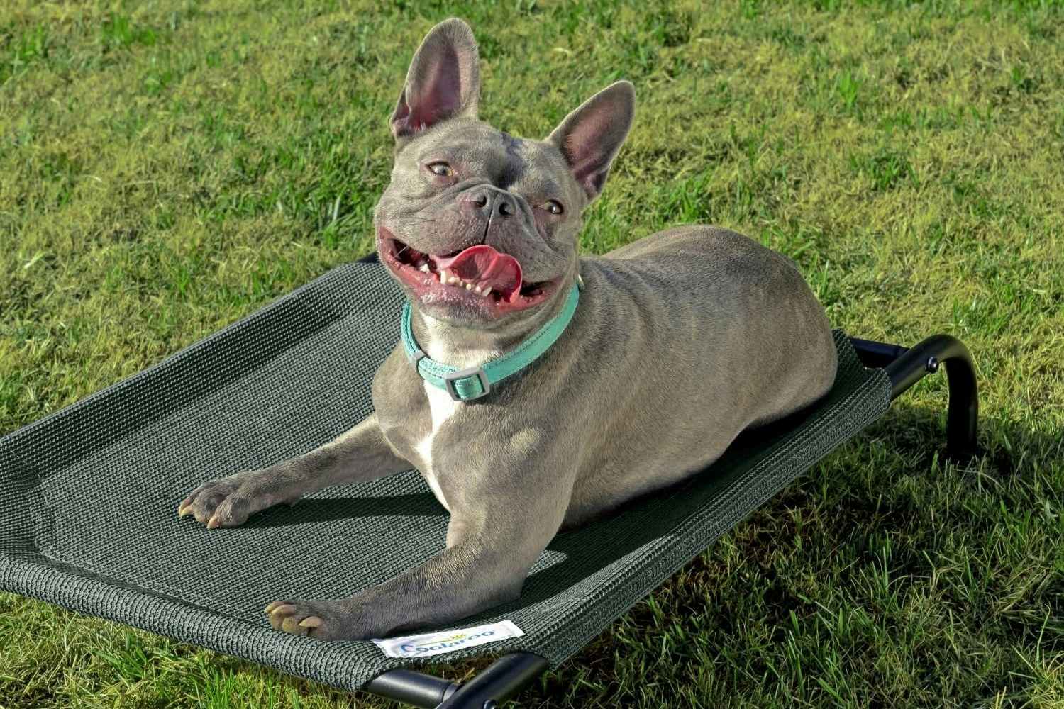 Coolaroo Cooling Elevated Dog Bed, Only $24.43 on Amazon