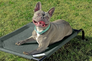 cooling dog bed