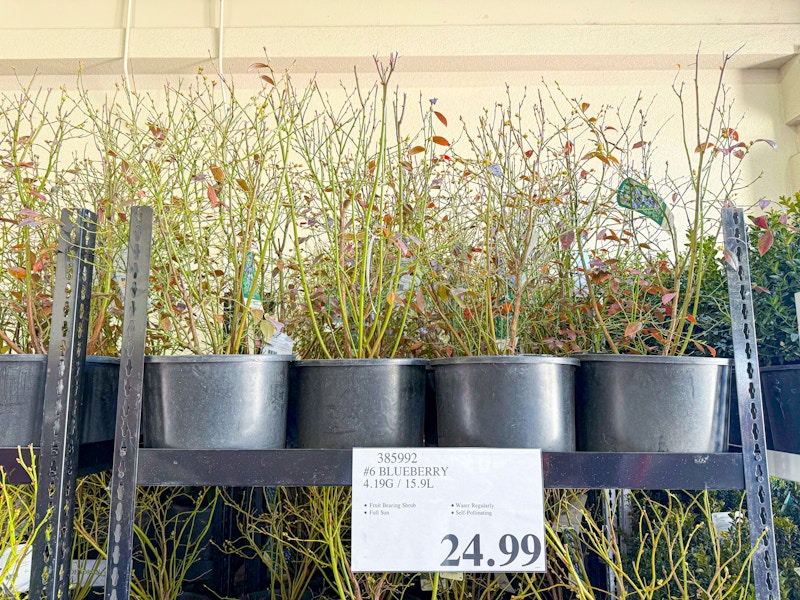 blueberry plants costco