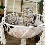 Cat Hammock & Bed