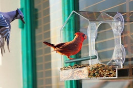 Outdoor Bird Feeder, Only $15 on Amazon card image