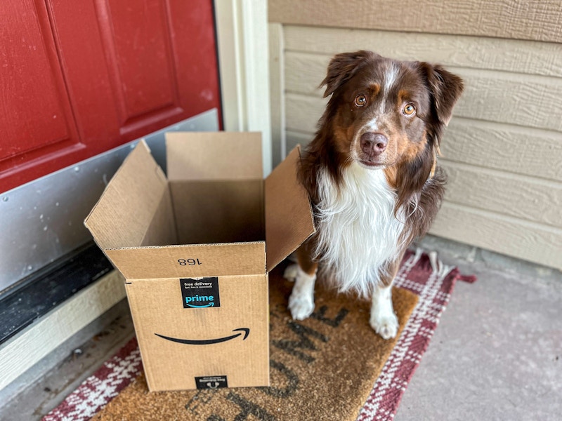 dog-amazon-box-kcl-08