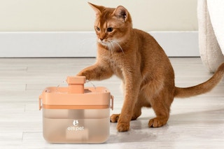 cat water fountain 