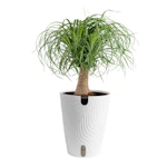 Ponytail Palm House Plant