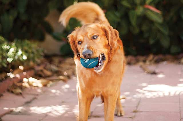 Outward Hound Squeaker Ballz Dog Toy 4-Pack, Just $3.59 for Amazon Pet Day card image